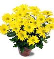 The FTD� Daisy Chrysanthemum (Lg)