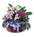 The FTD� African Violets